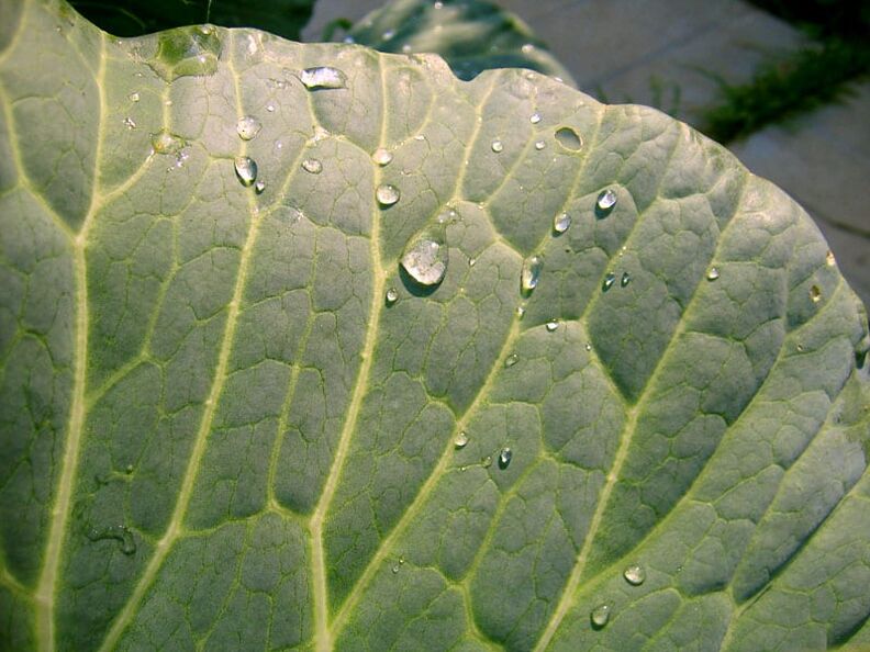 Compress of cabbage leaves will help to get rid of varicose veins in the legs