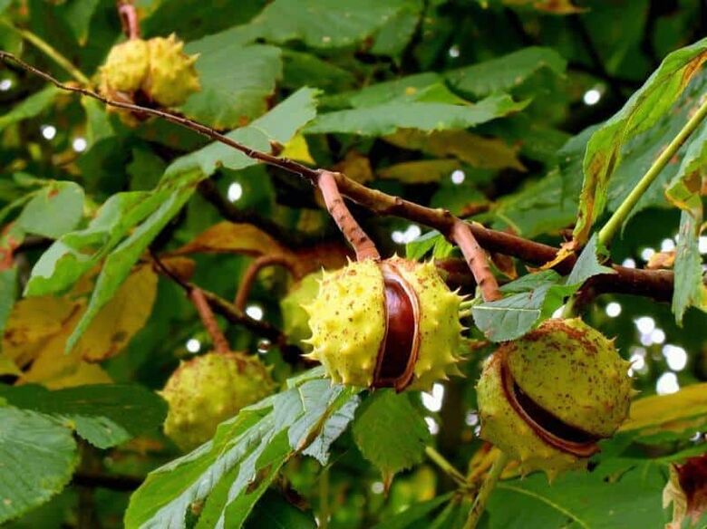 Horse chestnut is used to make a healing solution for varicose veins